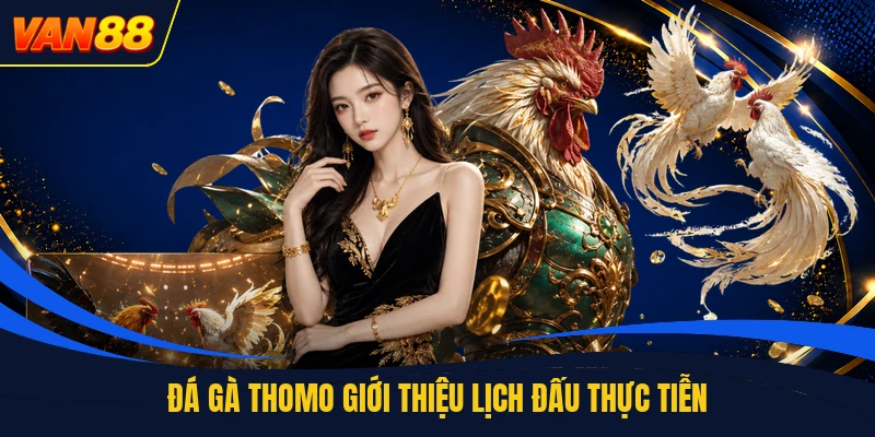 Đá gà thomo giới thiệu lịch đấu thực tiễn