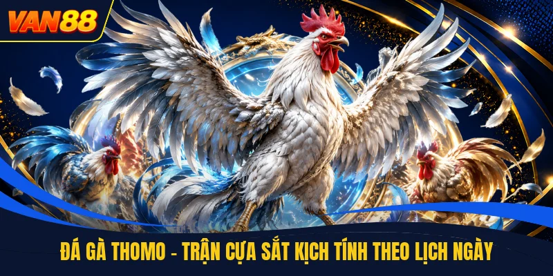 Đá Gà Thomo - Trận Cựa Sắt Kịch Tính Theo Lịch Ngày