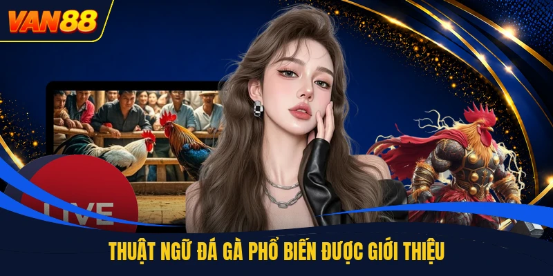 Thuật ngữ đá gà phổ biến được giới thiệu